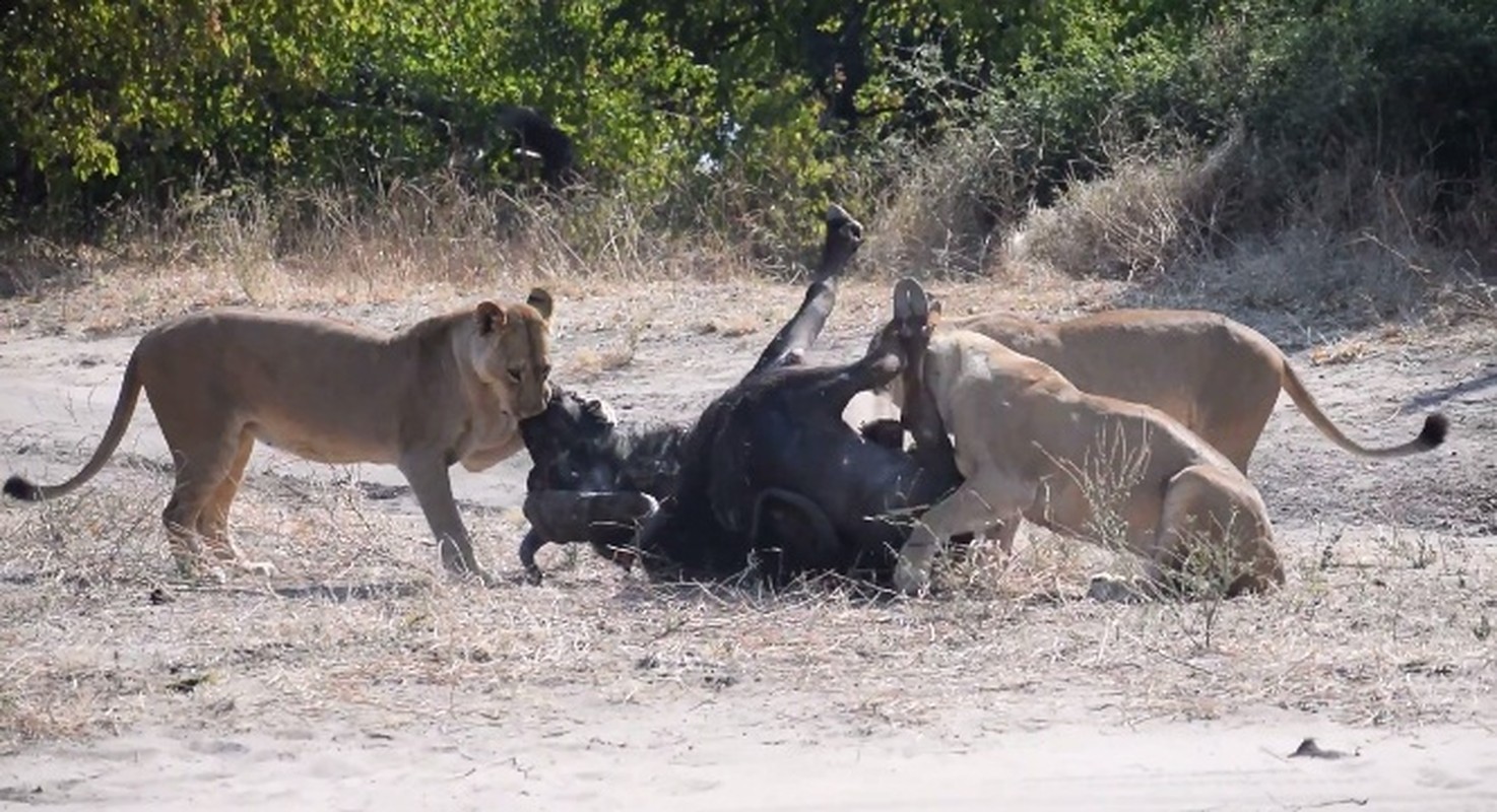 Chien dau ngoan cuong, trau rung van chet tham duoi don su tu-Hinh-7