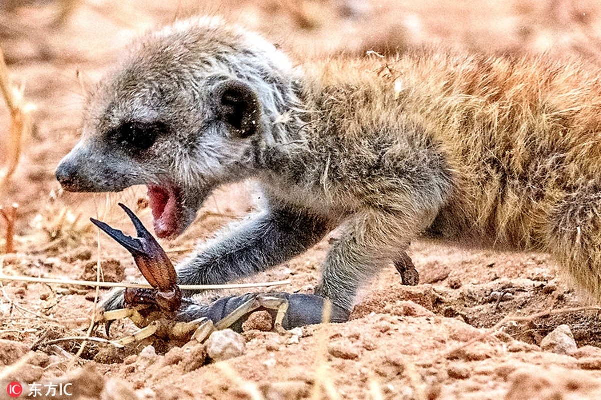 Kinh hoang ve mat khat mau cua cay meerkat so sinh-Hinh-3