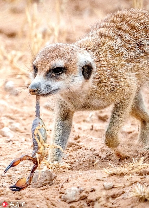 Kinh hoang ve mat khat mau cua cay meerkat so sinh-Hinh-4