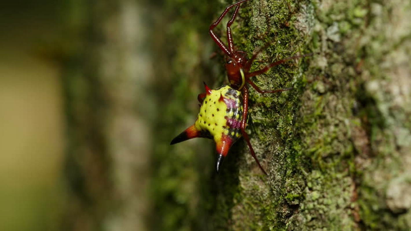 Loai nhen trong giong het pikachu khien ai cung ngo ngang-Hinh-10