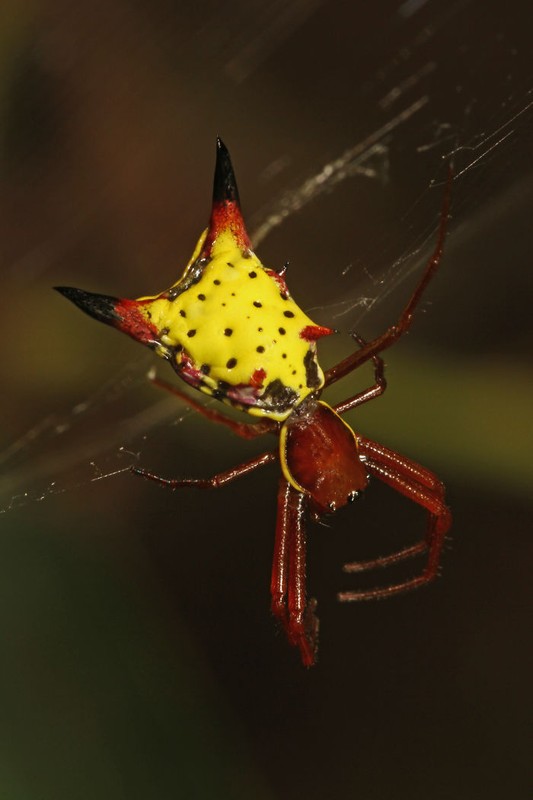 Loai nhen trong giong het pikachu khien ai cung ngo ngang-Hinh-4