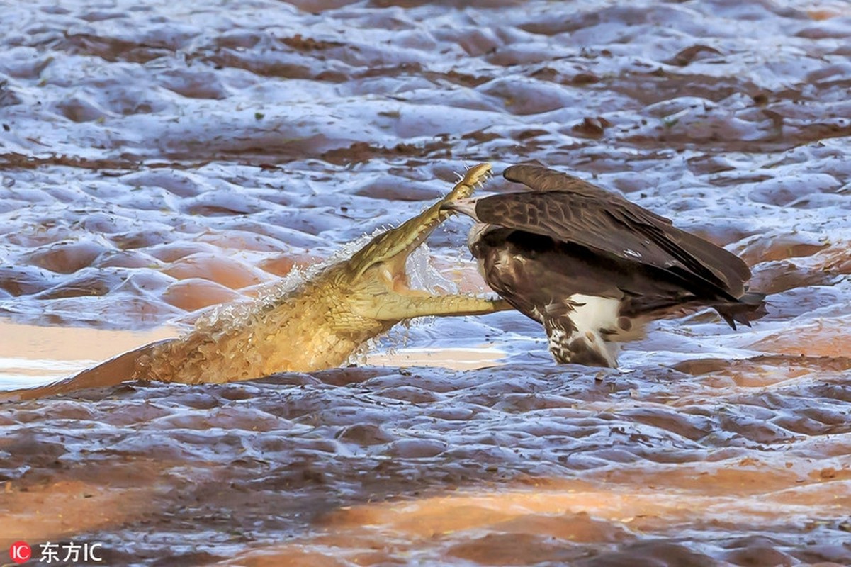 Loat anh canh tranh sinh ton khac nghiet cua dong vat hoang da-Hinh-10