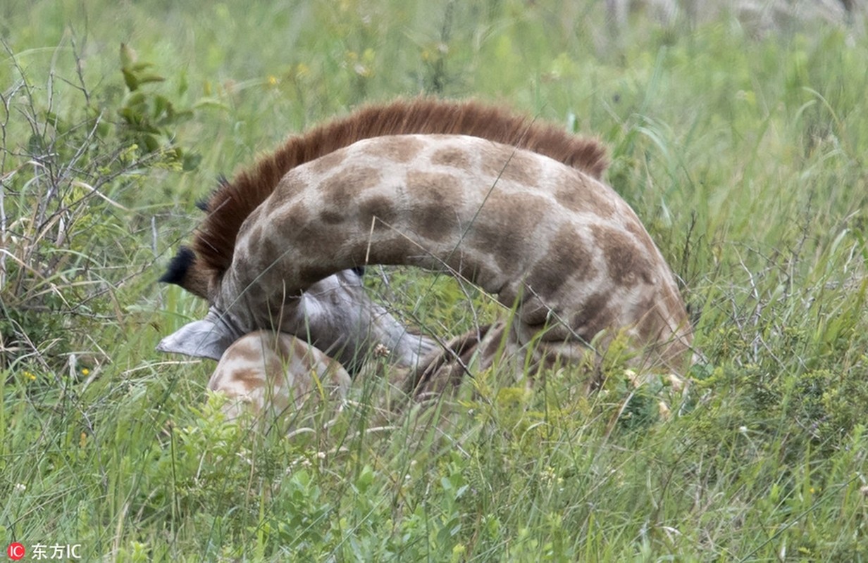 Troi thu mat, dong vat khoe dang ngu luoi cuc yeu-Hinh-9