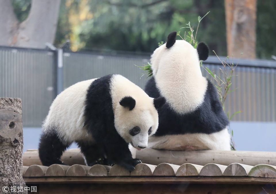 Gau truc hao huc ngay dau tu lap, yeu khong ta noi-Hinh-12