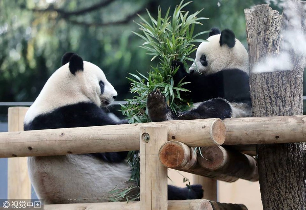 Gau truc hao huc ngay dau tu lap, yeu khong ta noi-Hinh-9