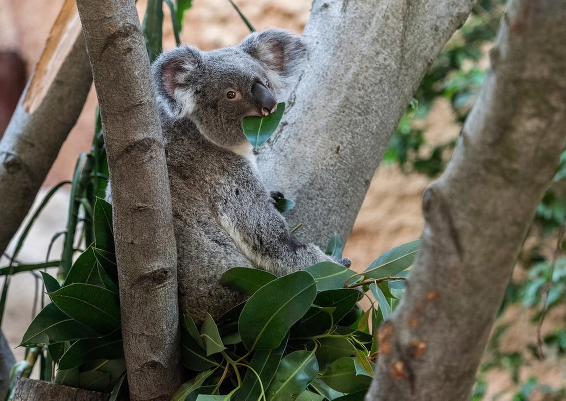 La lung gau koala chi ngoi khong, an la cung “don tim” khach-Hinh-6