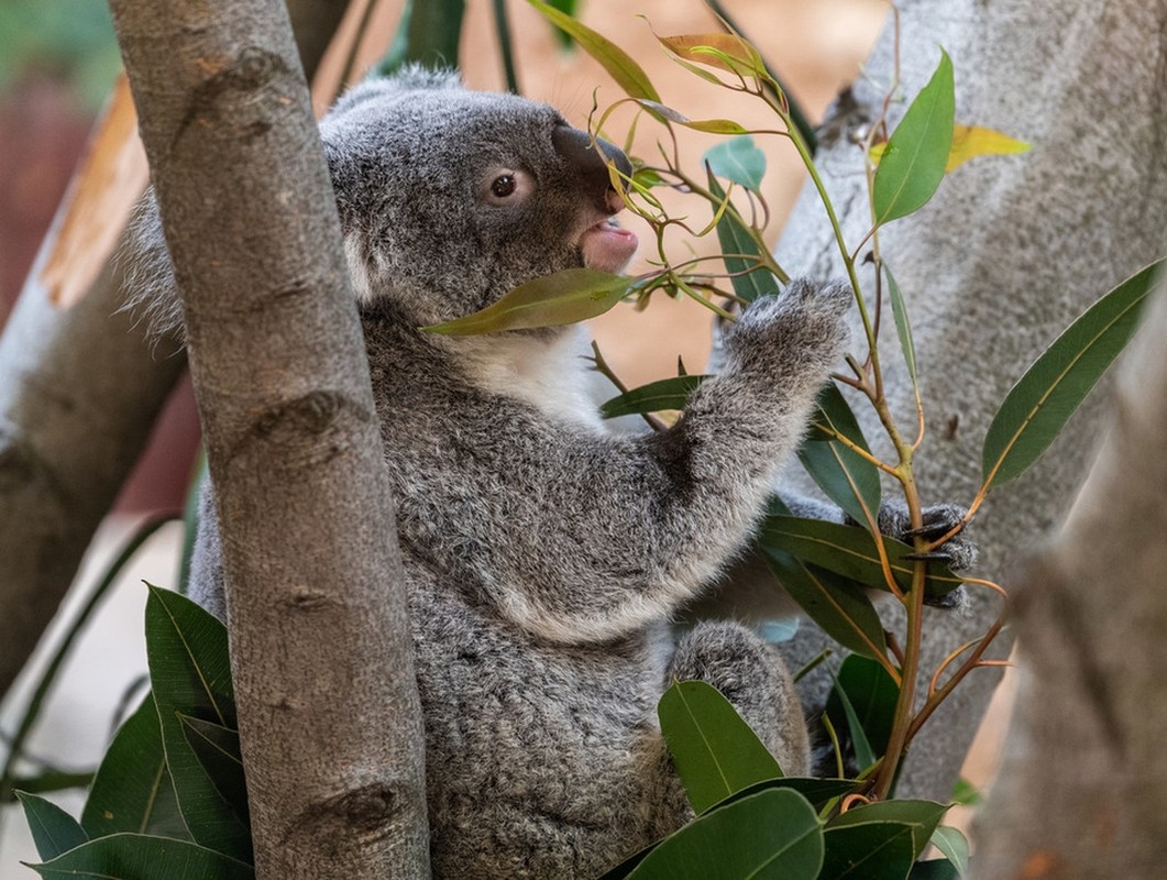 La lung gau koala chi ngoi khong, an la cung “don tim” khach-Hinh-8