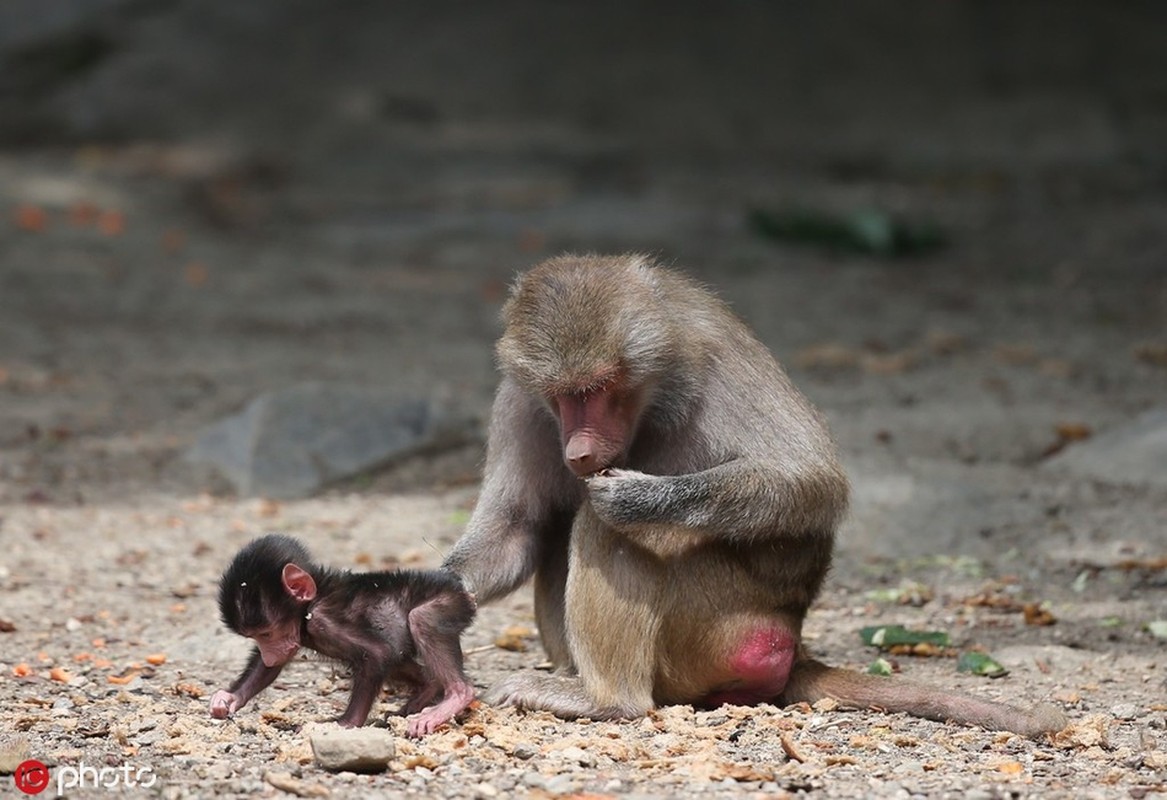 Hai huoc canh khi dau cho bam dit me, doi di khap noi