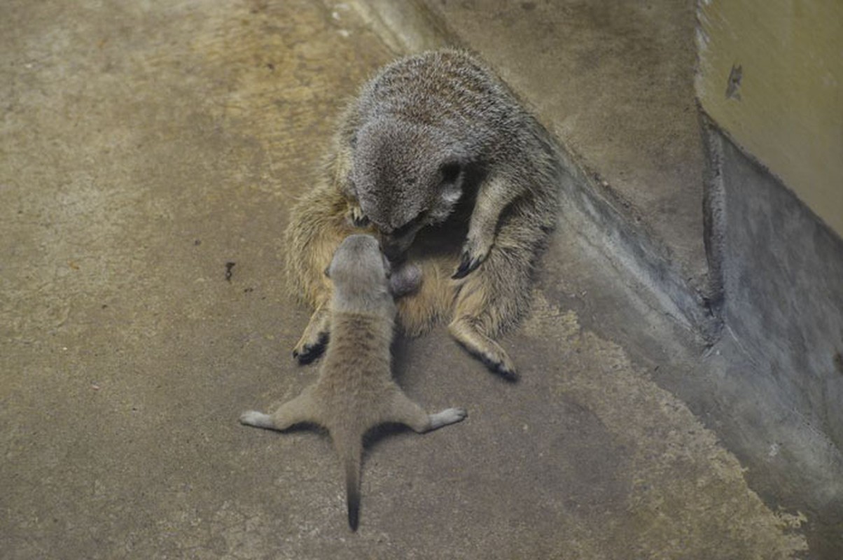 Cay meerkat nhut nhat choi u oa “don tim” moi nguoi-Hinh-10