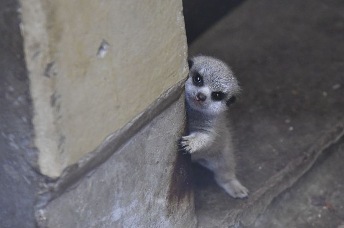 Cay meerkat nhut nhat choi u oa “don tim” moi nguoi-Hinh-4