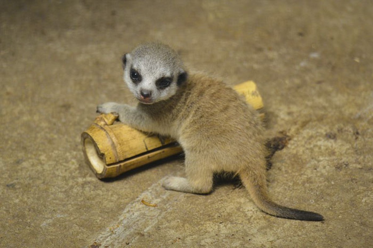 Cay meerkat nhut nhat choi u oa “don tim” moi nguoi-Hinh-8