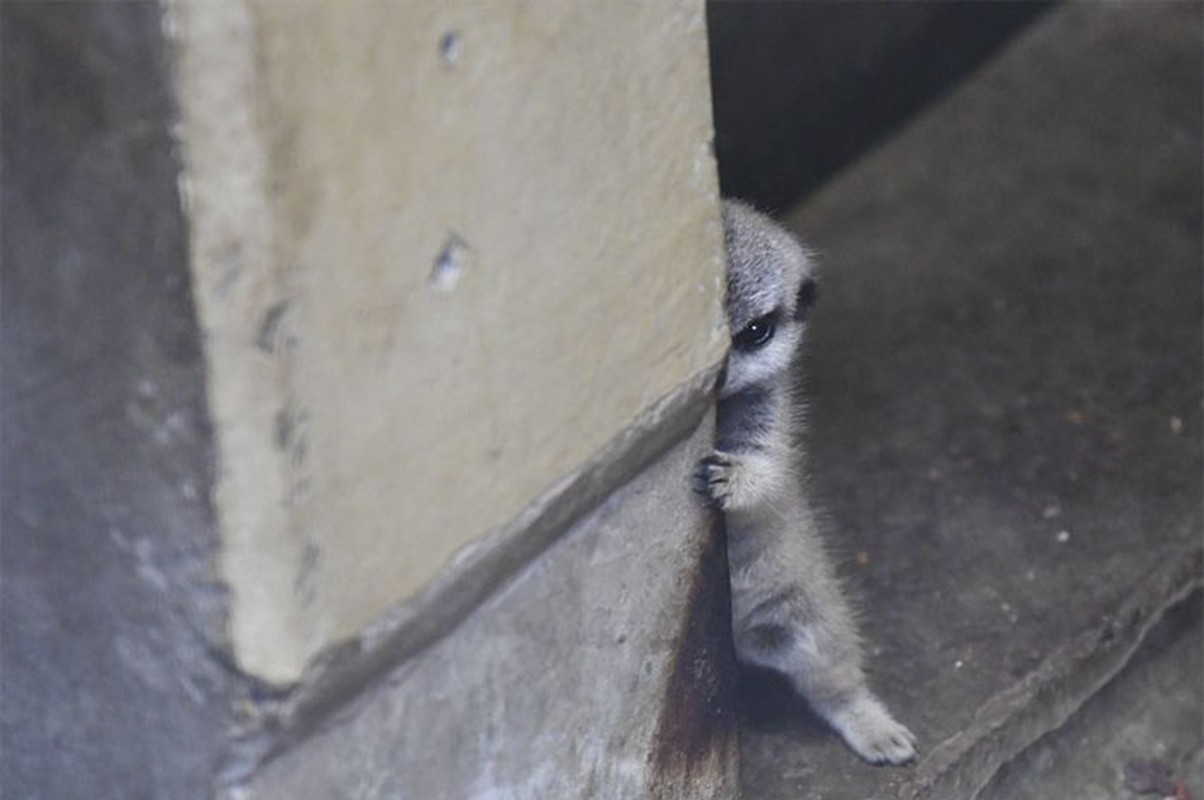 Cay meerkat nhut nhat choi u oa “don tim” moi nguoi