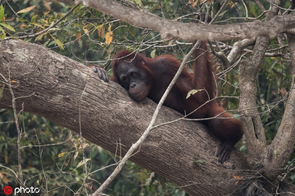 Duoi uoi bang hoang, mang xa 