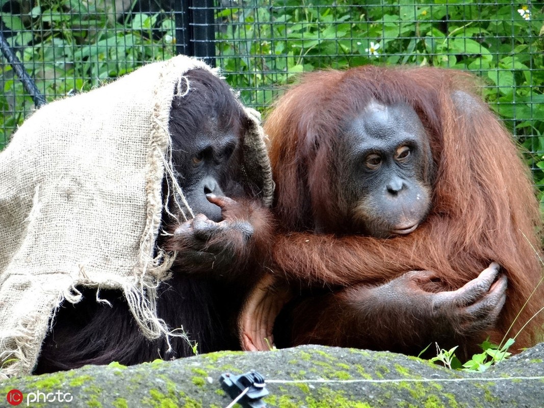 Se lanh, dong vat co ro suoi am cho nhau 