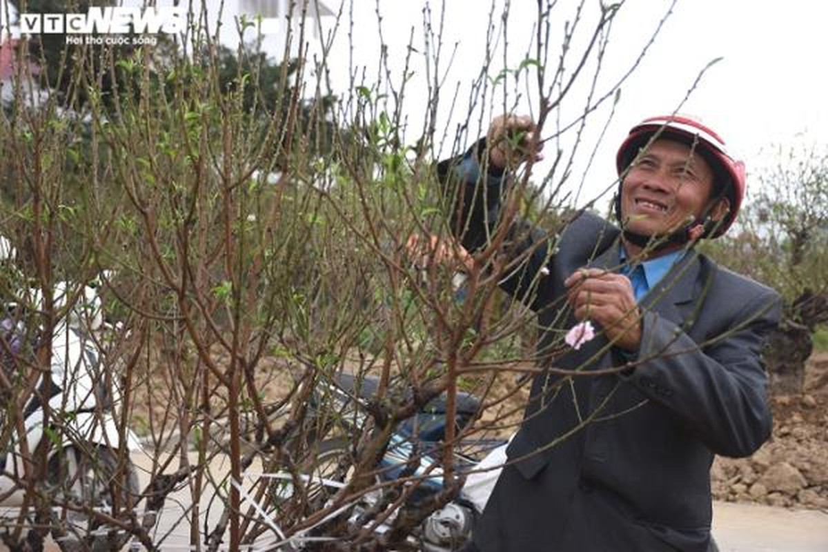 'Thu phu' dao Hai Phong hut hang tram luot khach toi thue cay choi Tet-Hinh-6