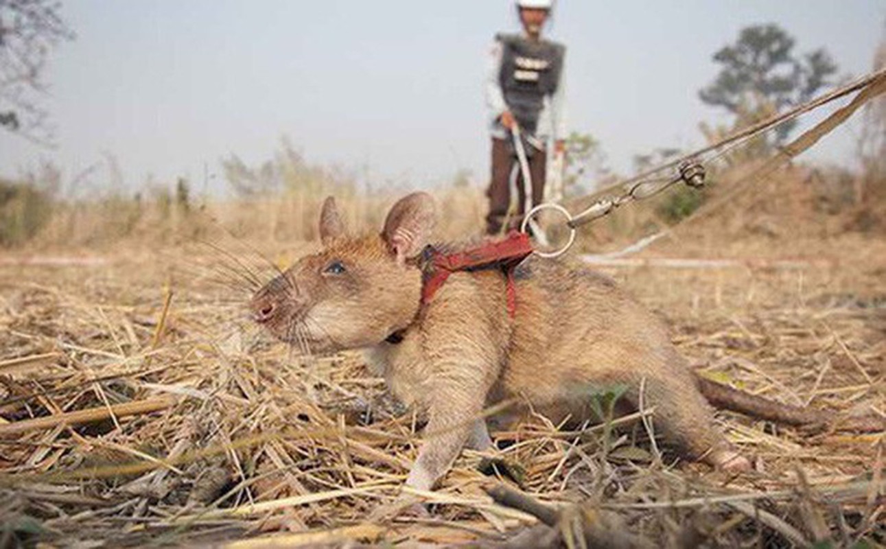 Su thuc bat ngo ve chuot khong lo chuyen do min cuc gioi-Hinh-10