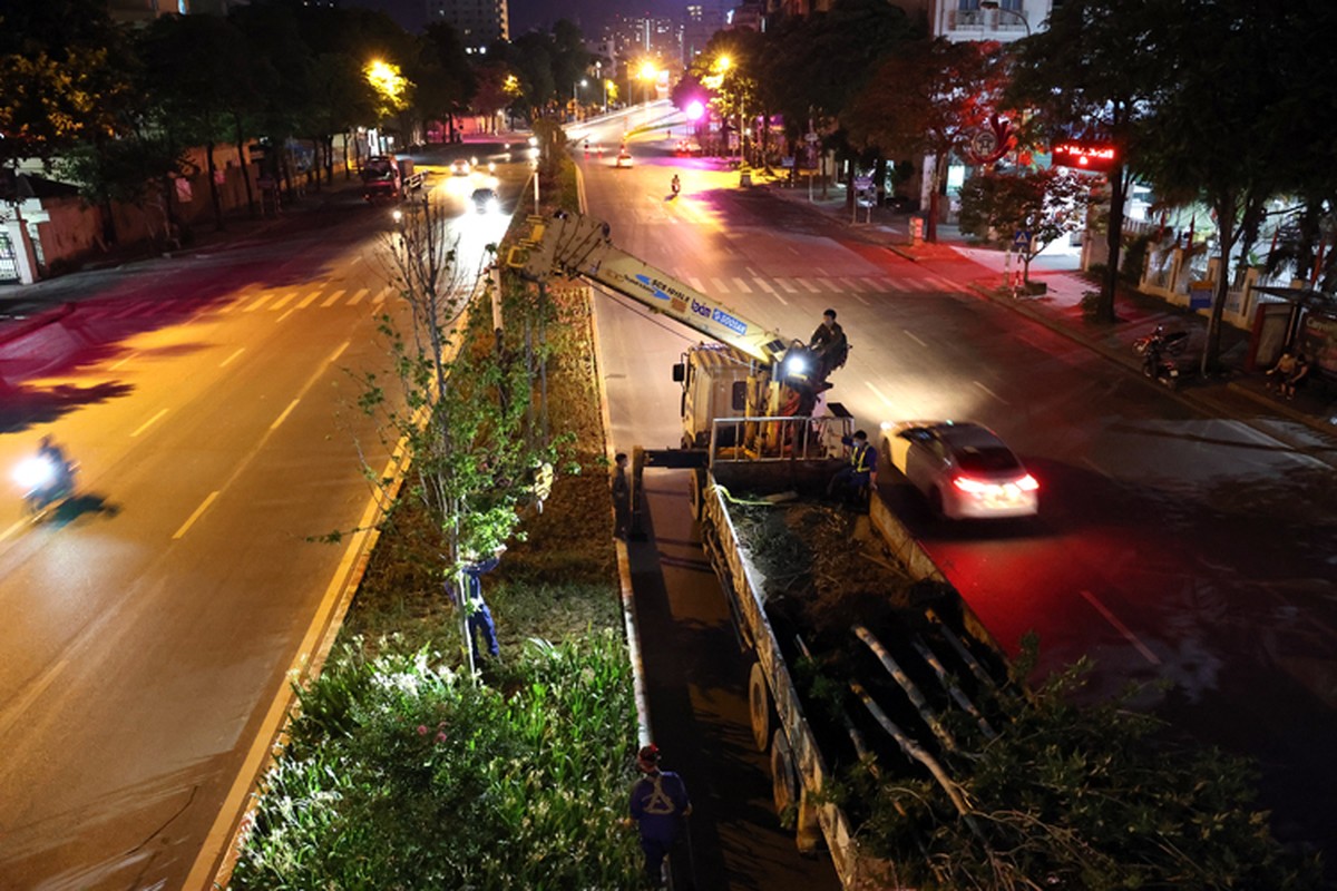 Ha Noi: Danh chuyen toan bo cay phong la do tren duong Nguyen Chi Thanh va Tran Duy Hung trong dem-Hinh-9