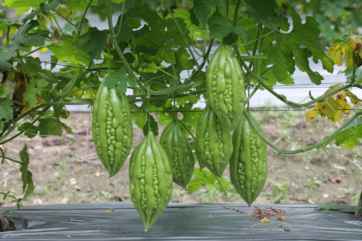 An muop dang voi ba thu nay chang khac gi tu hai minh-Hinh-5