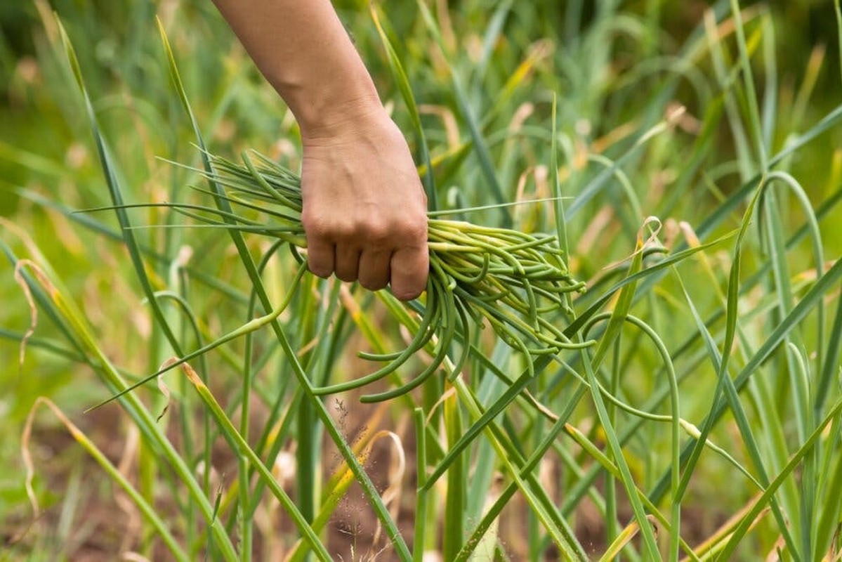 Loai rau sanh ngang voi thuoc bo, an nhieu eo thon, chong ung thu