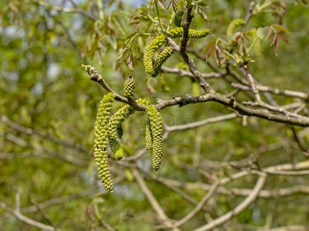 Loai hoa thom ngon, duoc vi nhu vang, ngan ngua ung thu cuc tot-Hinh-7