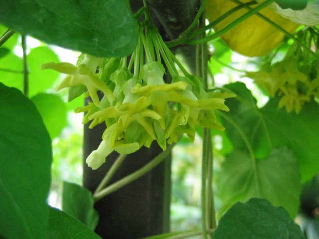 4 loai hoa dep nhung dung bao gio trong trong nha keo chet som-Hinh-11