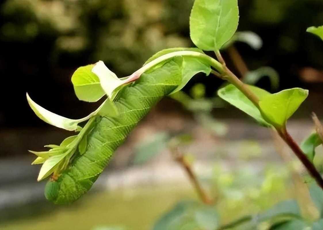 Tan mat mon an kinh di tung bi ghet gio la dac san-Hinh-2