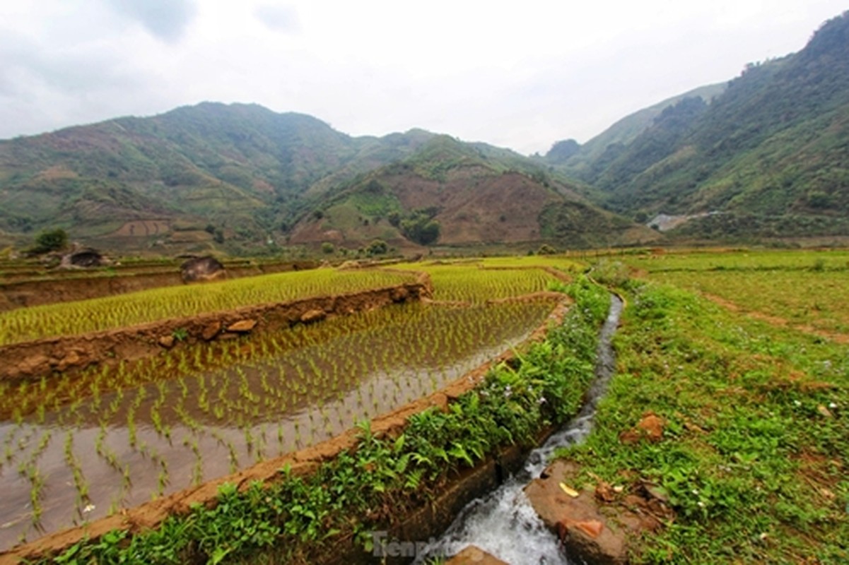 Duong len Lai Chau, hoa dao no tham. canh sac ngan nam co mot-Hinh-10