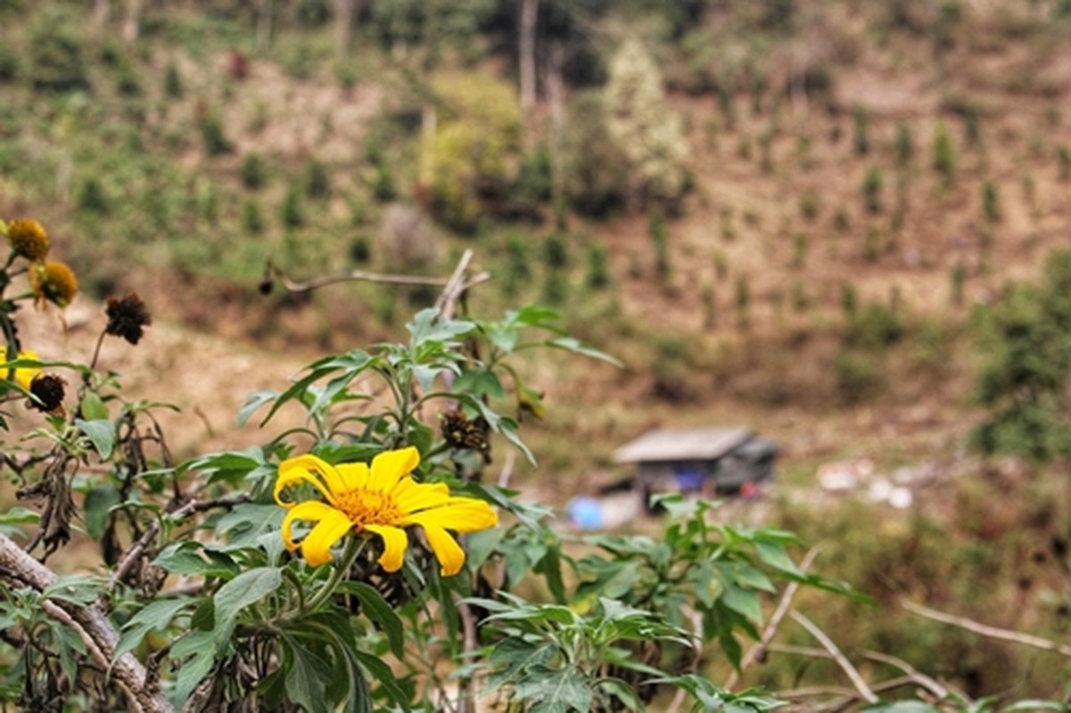 Duong len Lai Chau, hoa dao no tham. canh sac ngan nam co mot-Hinh-11