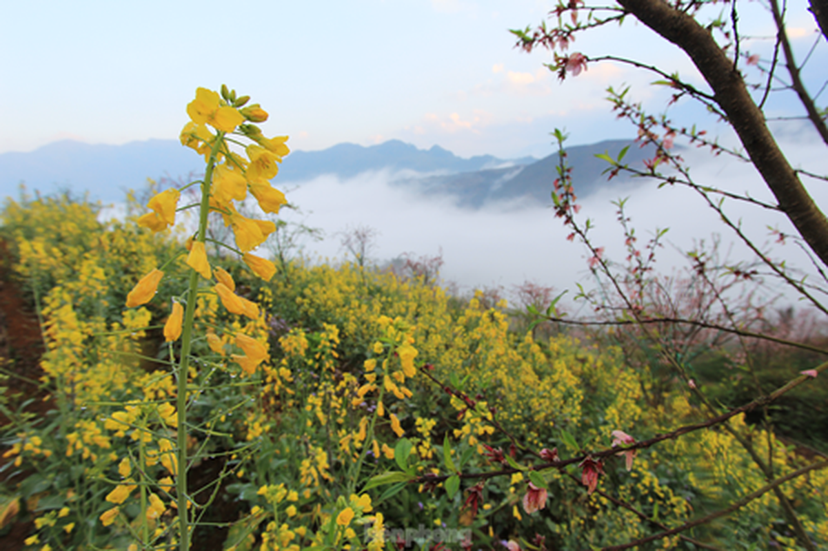 Duong len Lai Chau, hoa dao no tham. canh sac ngan nam co mot-Hinh-4