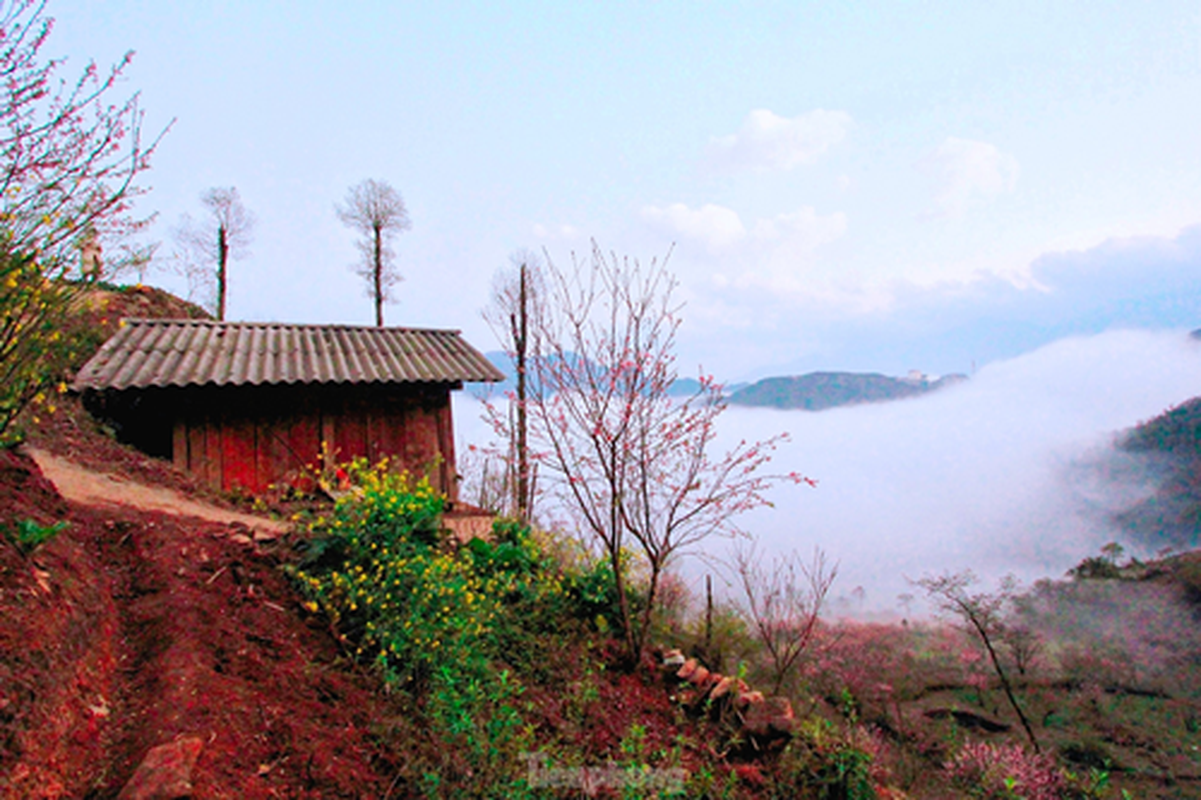 Duong len Lai Chau, hoa dao no tham. canh sac ngan nam co mot-Hinh-7