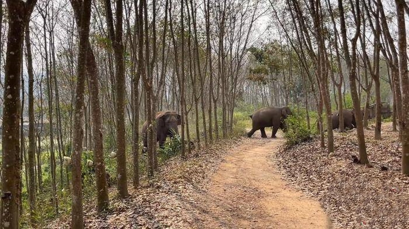 Duoc dep duong cho di, voi rung bao an canh sat sieu ngoan muc-Hinh-5