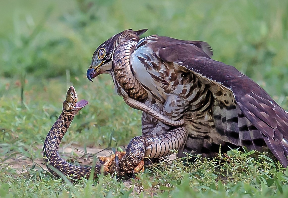 Qua duong nui, dung tim gap mang xa siet co dieu hoa thi uy