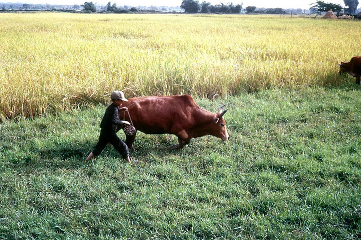 Anh hiem linh My chup trong Chien tranh Viet Nam-Hinh-2