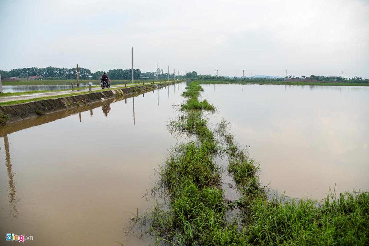 Anh: Xot xa 200ha lua ngap chim trong nuoc do mua lon keo dai-Hinh-10