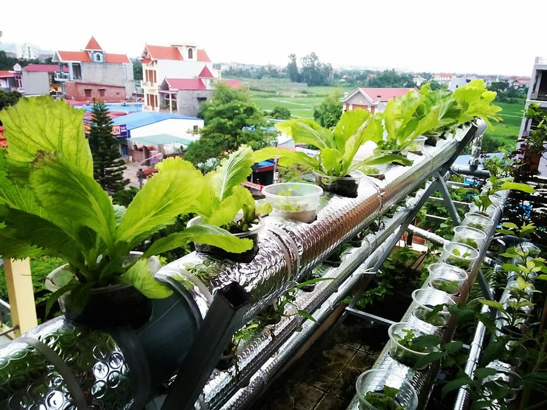 To am xanh muot va yen binh cua cap vo chong Hai Phong-Hinh-4