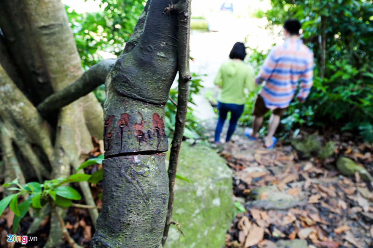 Can canh cay da hon 800 tuoi tren ban dao Son Tra-Hinh-9