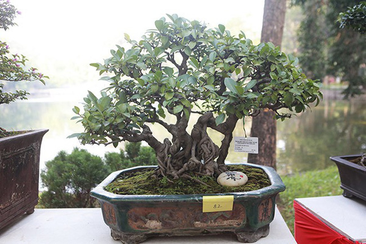 Ngam dan cay bonsai “nho ma co vo” tien ty o Ha Noi-Hinh-11