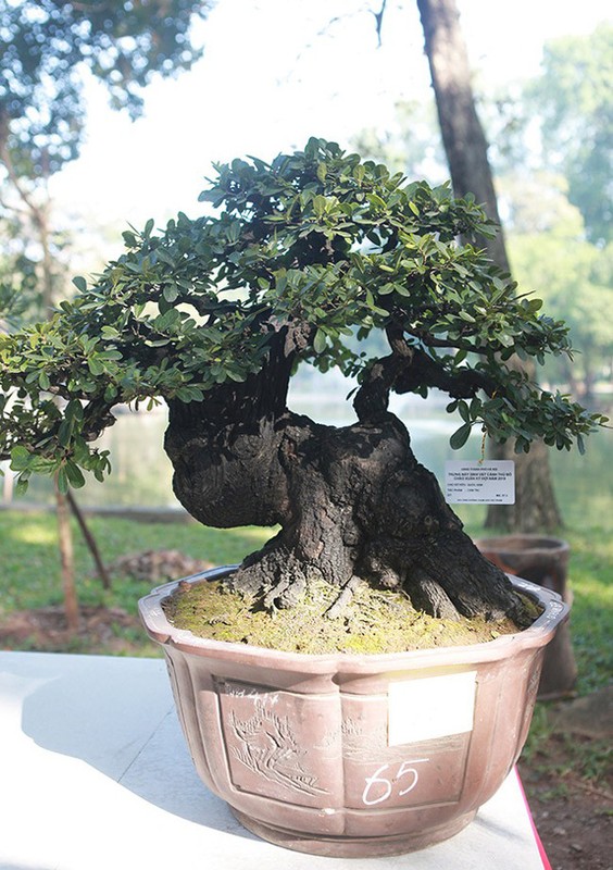 Ngam dan cay bonsai “nho ma co vo” tien ty o Ha Noi-Hinh-13