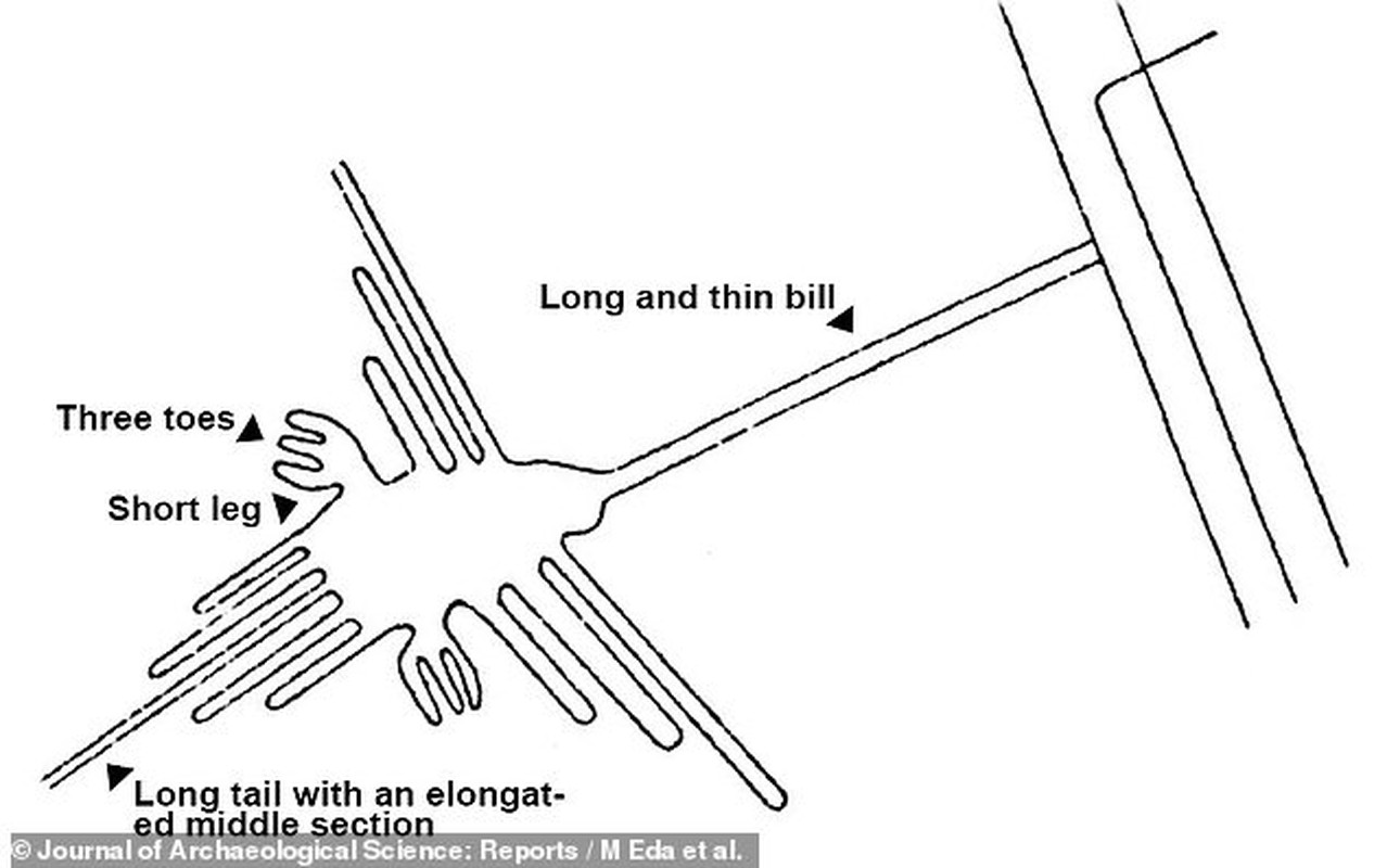 Cuc sot: Duong ke Nazca cuoi cung da duoc giai ma?-Hinh-2