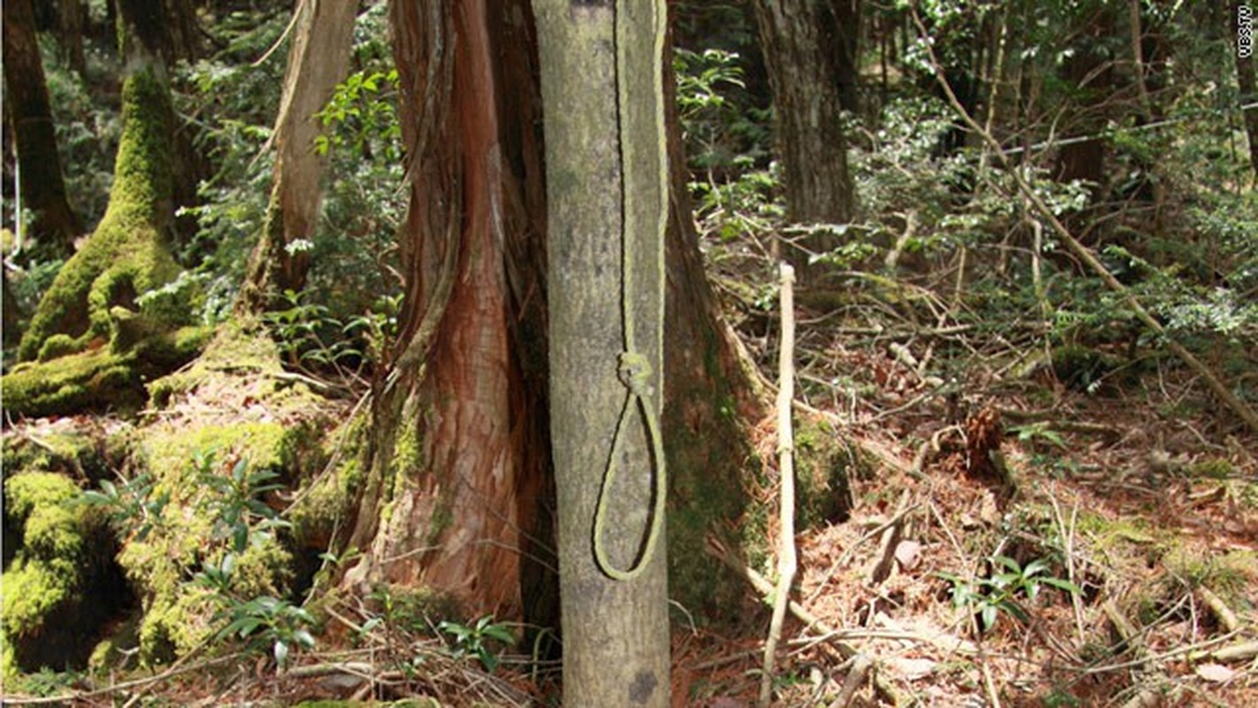 Bi an “chim quy” trong khu rung tu sat khet tieng o Nhat Ban-Hinh-6