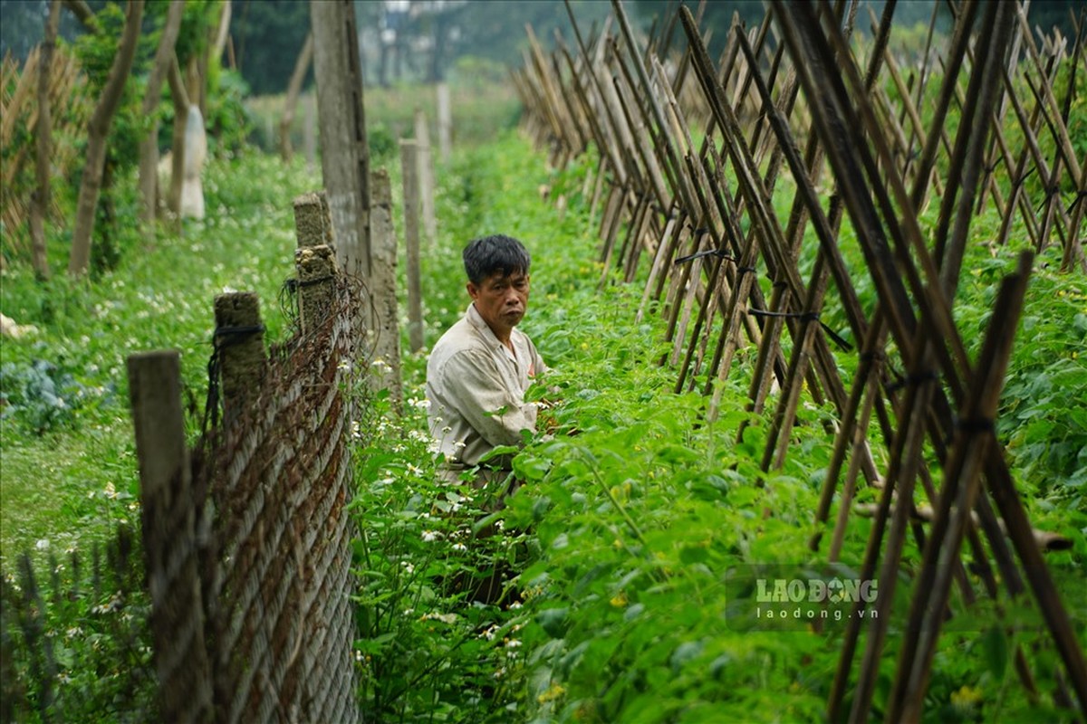 Ha Noi: Vua rau Me Linh gio ra sao sau vu giai cuu nong san?-Hinh-4