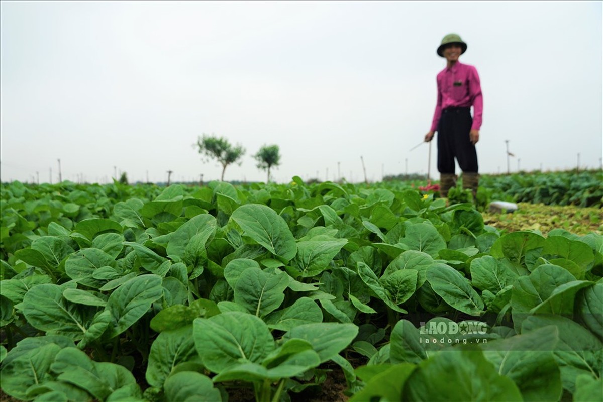 Ha Noi: Vua rau Me Linh gio ra sao sau vu giai cuu nong san?-Hinh-6