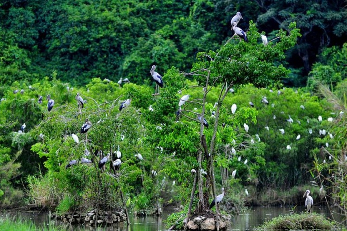 Tinh co ten goi mang y nghia kho chua vang bac cua vua-Hinh-2