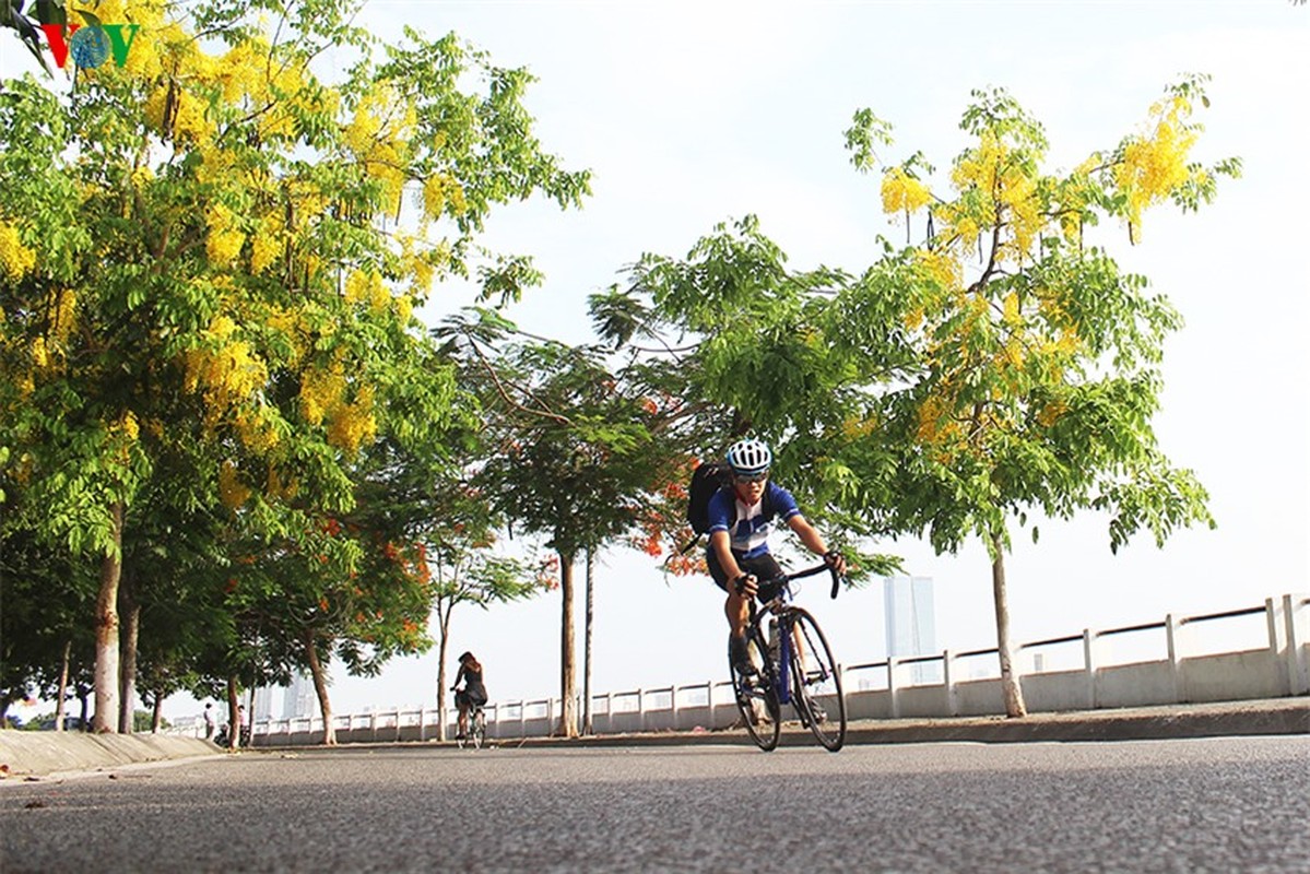 Muong hoang yen ruc vang goi he sang giua Ha Noi-Hinh-11