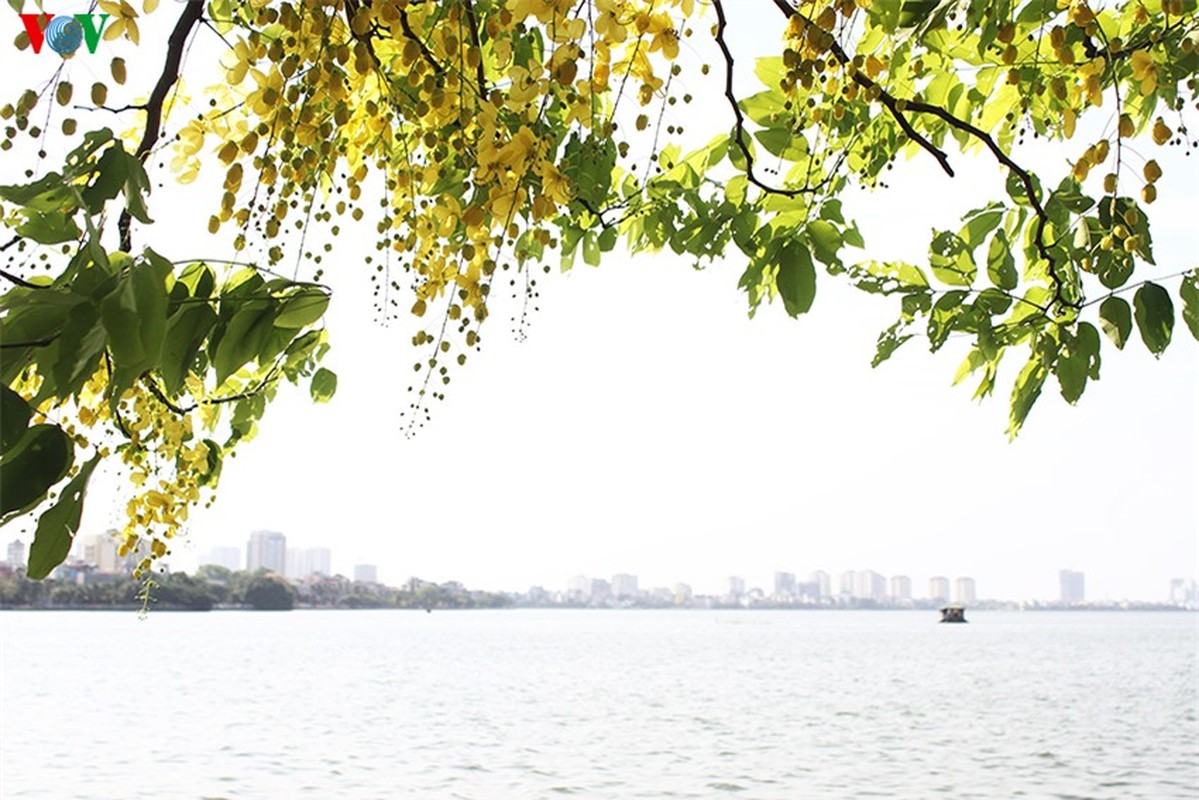 Muong hoang yen ruc vang goi he sang giua Ha Noi-Hinh-8