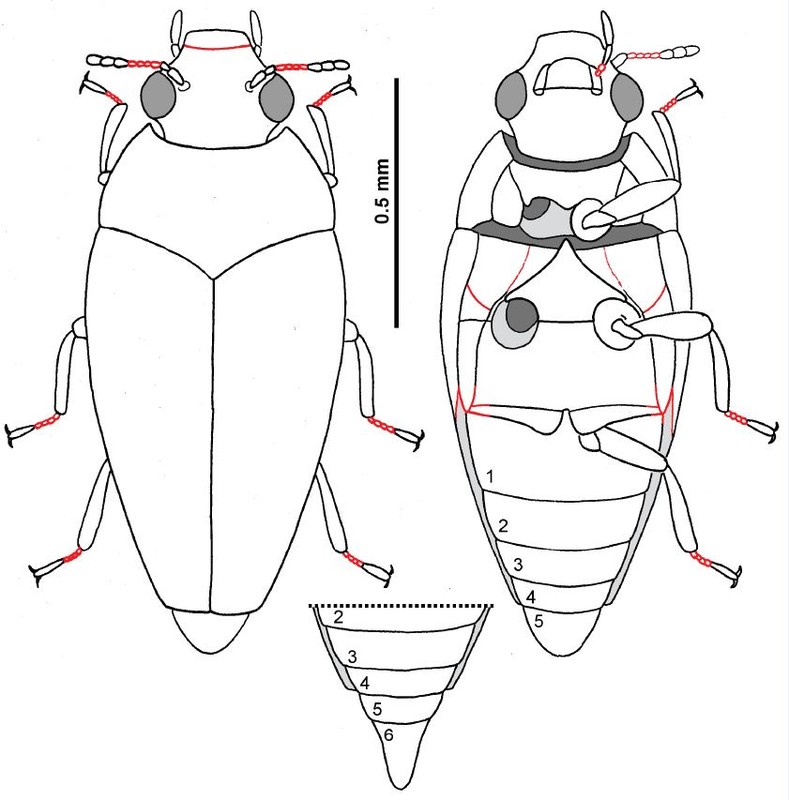 Phat hien soc ve loai bo canh cung co nhat the gioi-Hinh-6