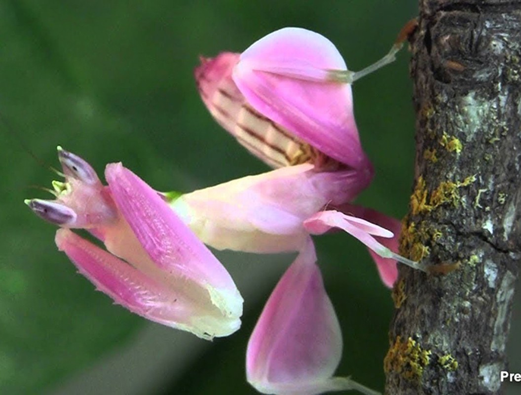 Ngam “nhan sac” ao dieu kho tin cua cac loai con trung dep nhat-Hinh-2