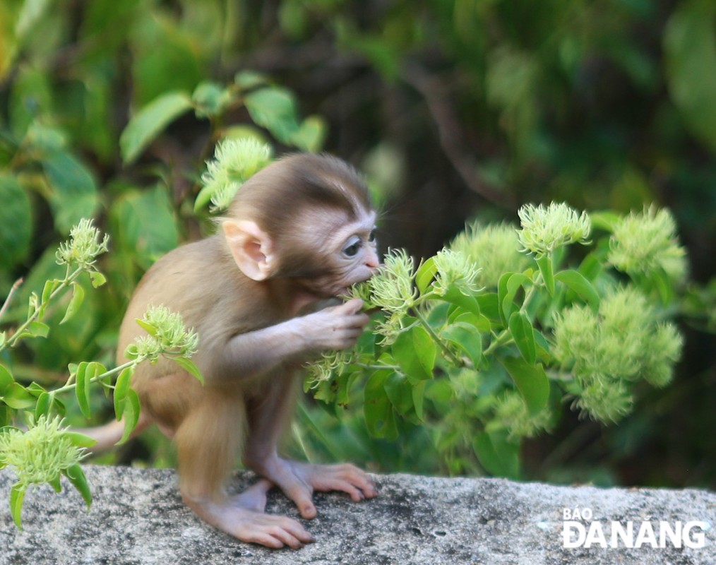 Hai ca the khi vang Vuon Quoc gia Vu Quang tiep nhan: Loai cuc hiem?-Hinh-8