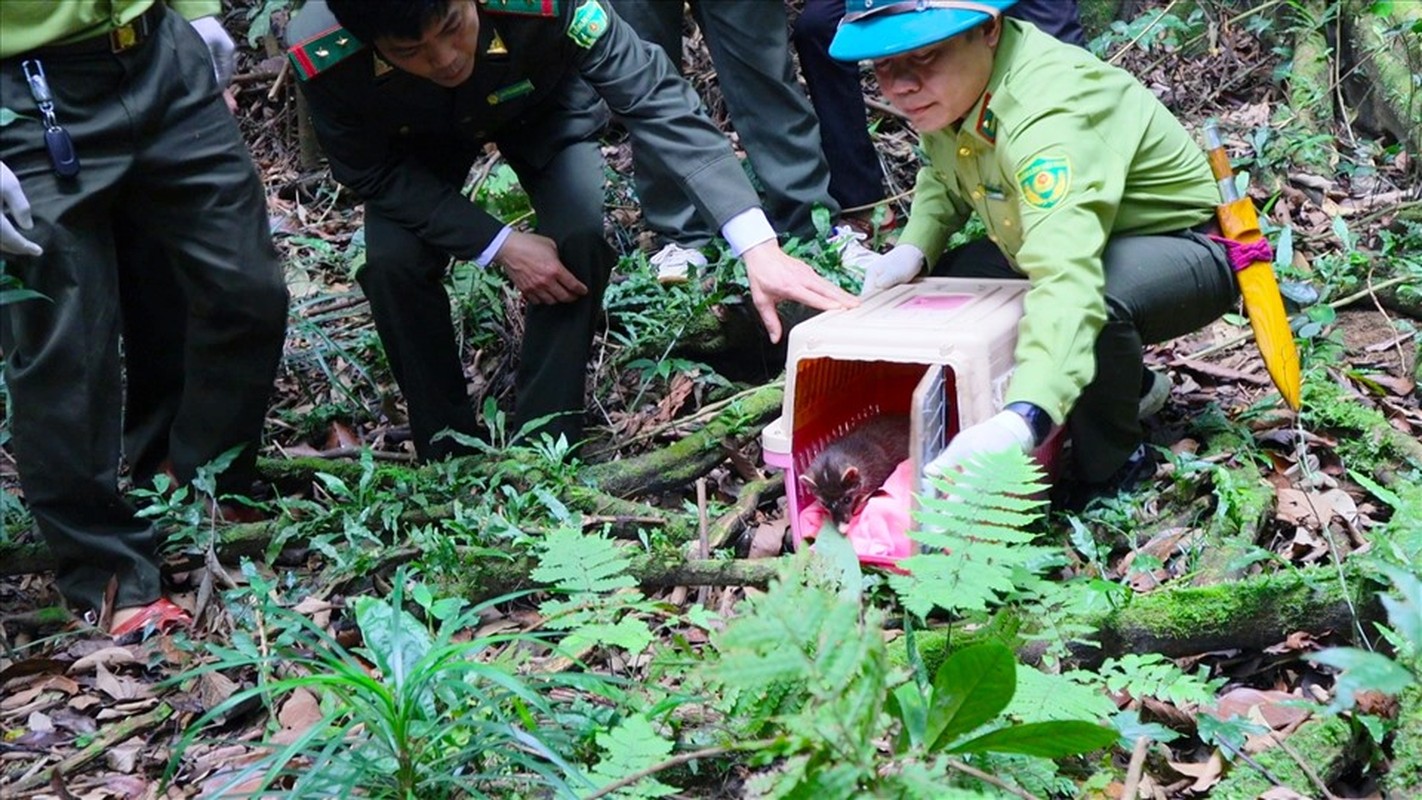 Nhieu dong vat hoang da duoc VQG Cuc Phuong cuu ho: Toan loai nguy cap!-Hinh-7