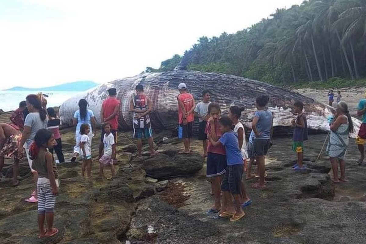 Xac ca nha tang dat vao bo bien Philippines, chuyen gia lo ngay ngay-Hinh-6